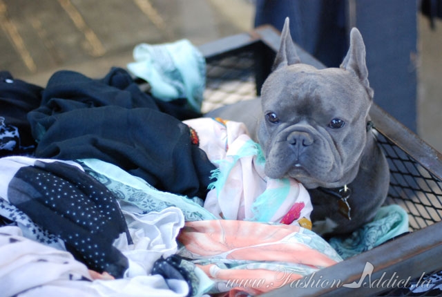 blue french bulldog