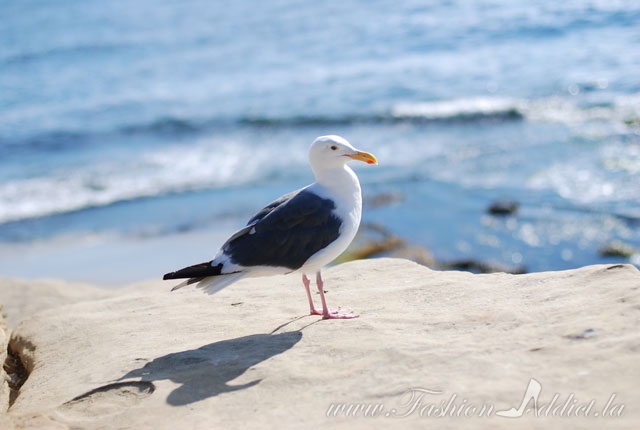 La-Jolla-Beach-9