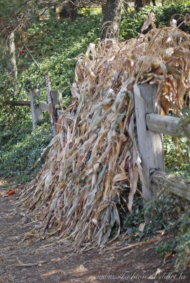 Corn Stalks