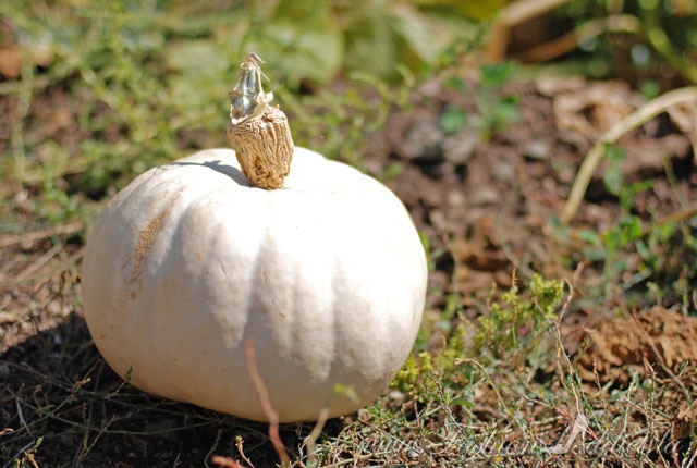 White pumpkin Riley's Farm