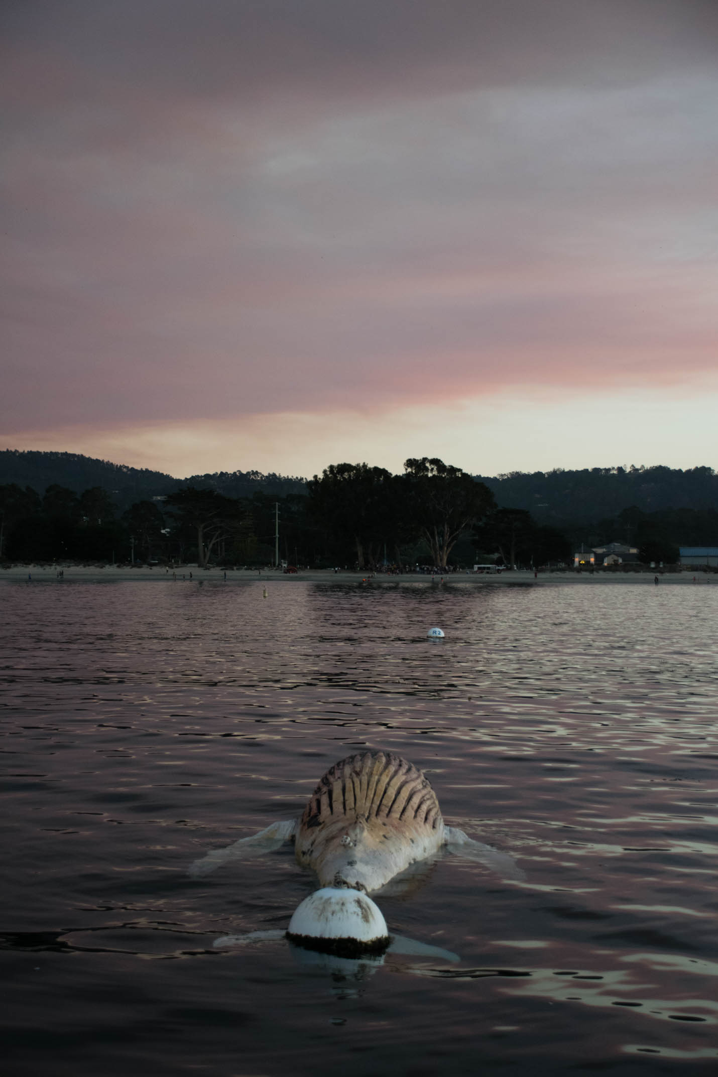 Dead Humpback whale calf in Monterey