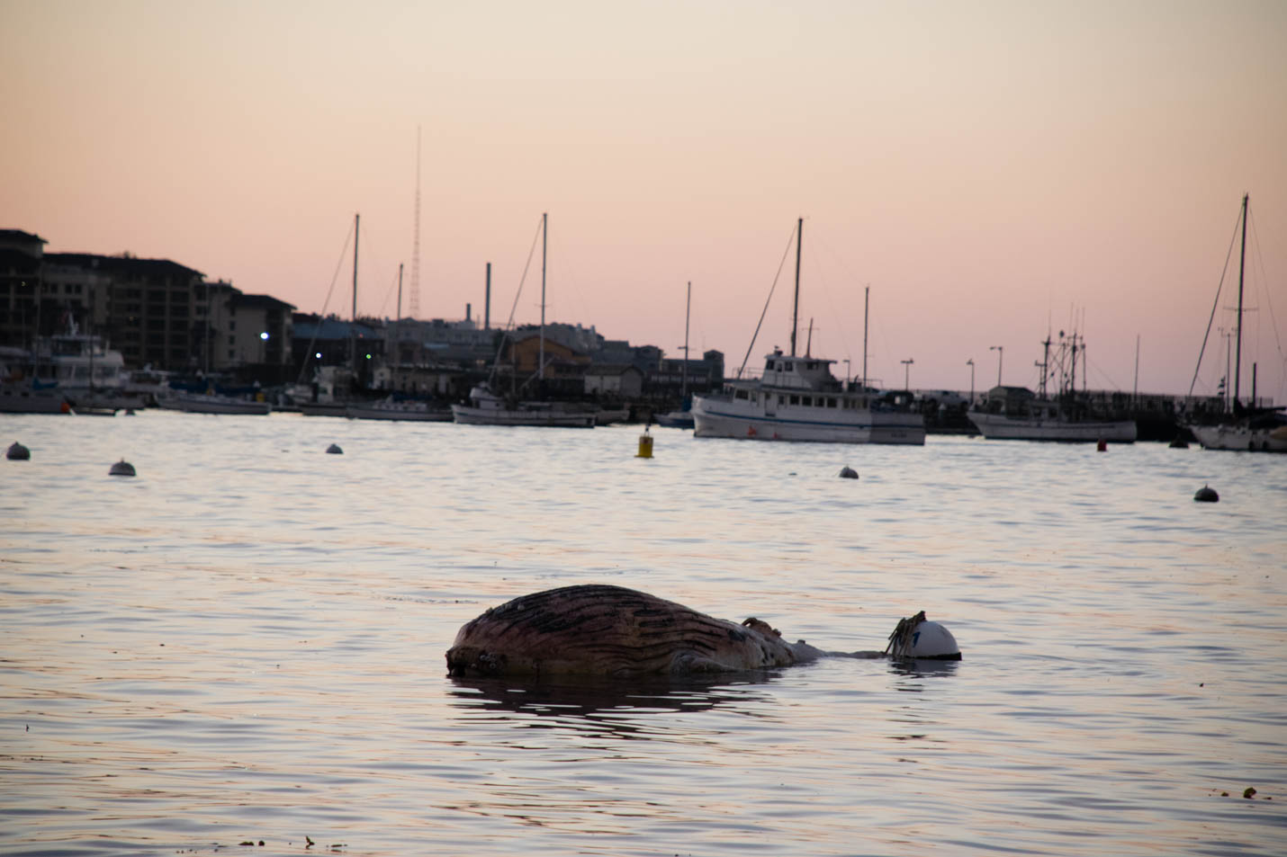 Dead Humpback whale calf in Monterey