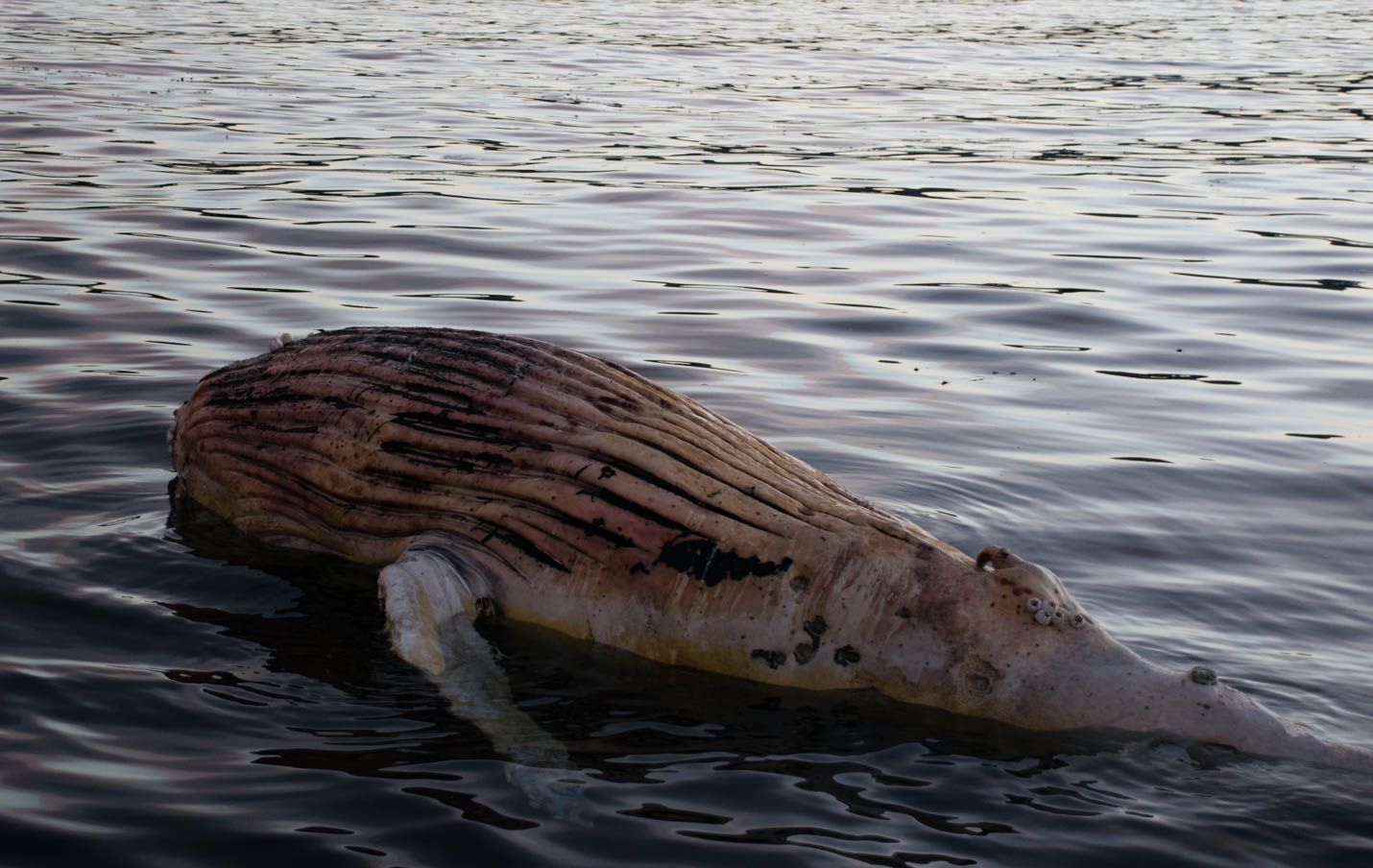 Dead Humpback whale calf in Monterey