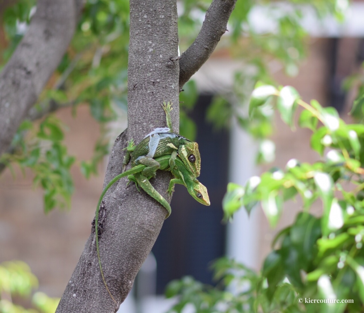 knight anole mating