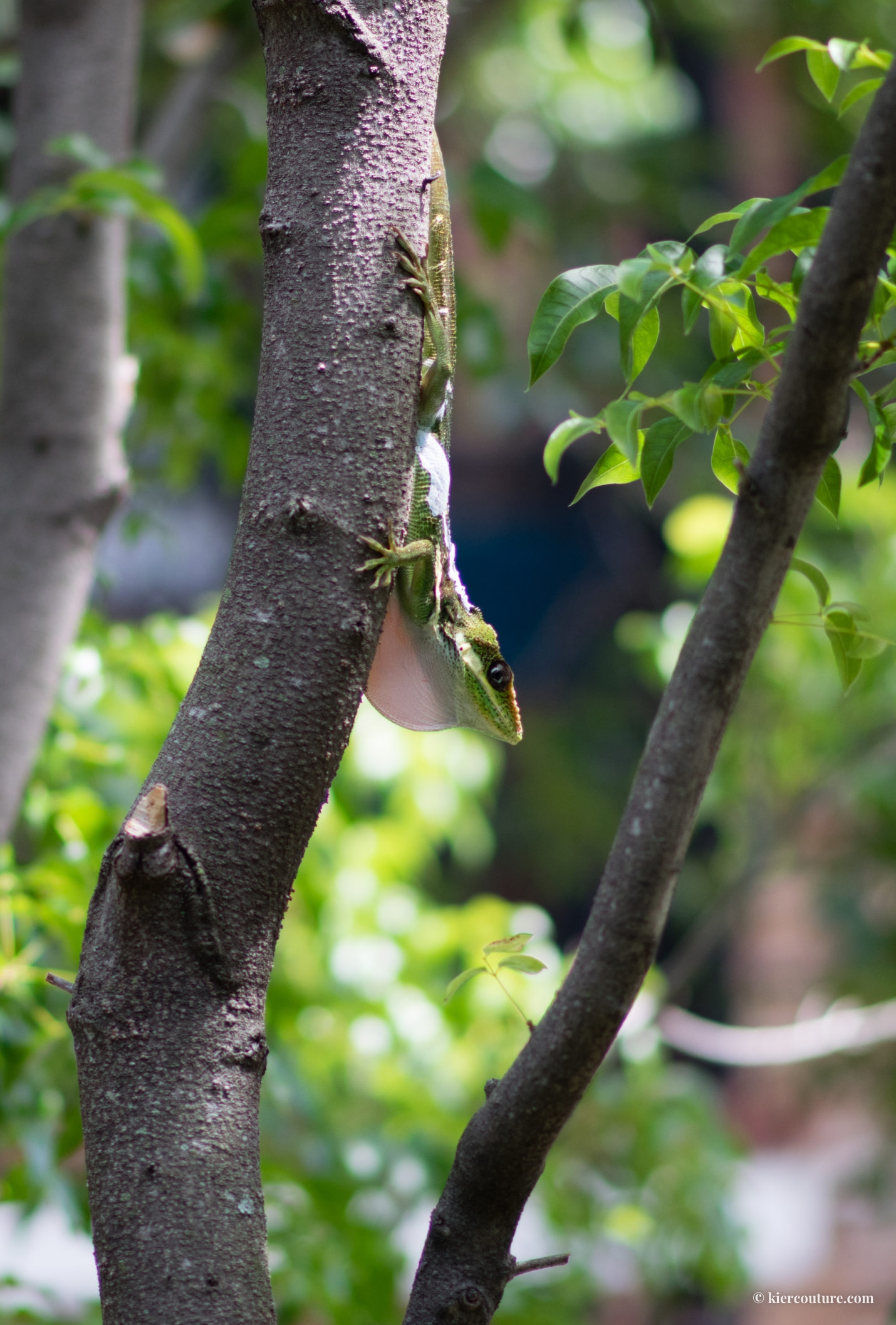 male knight anole dewlap