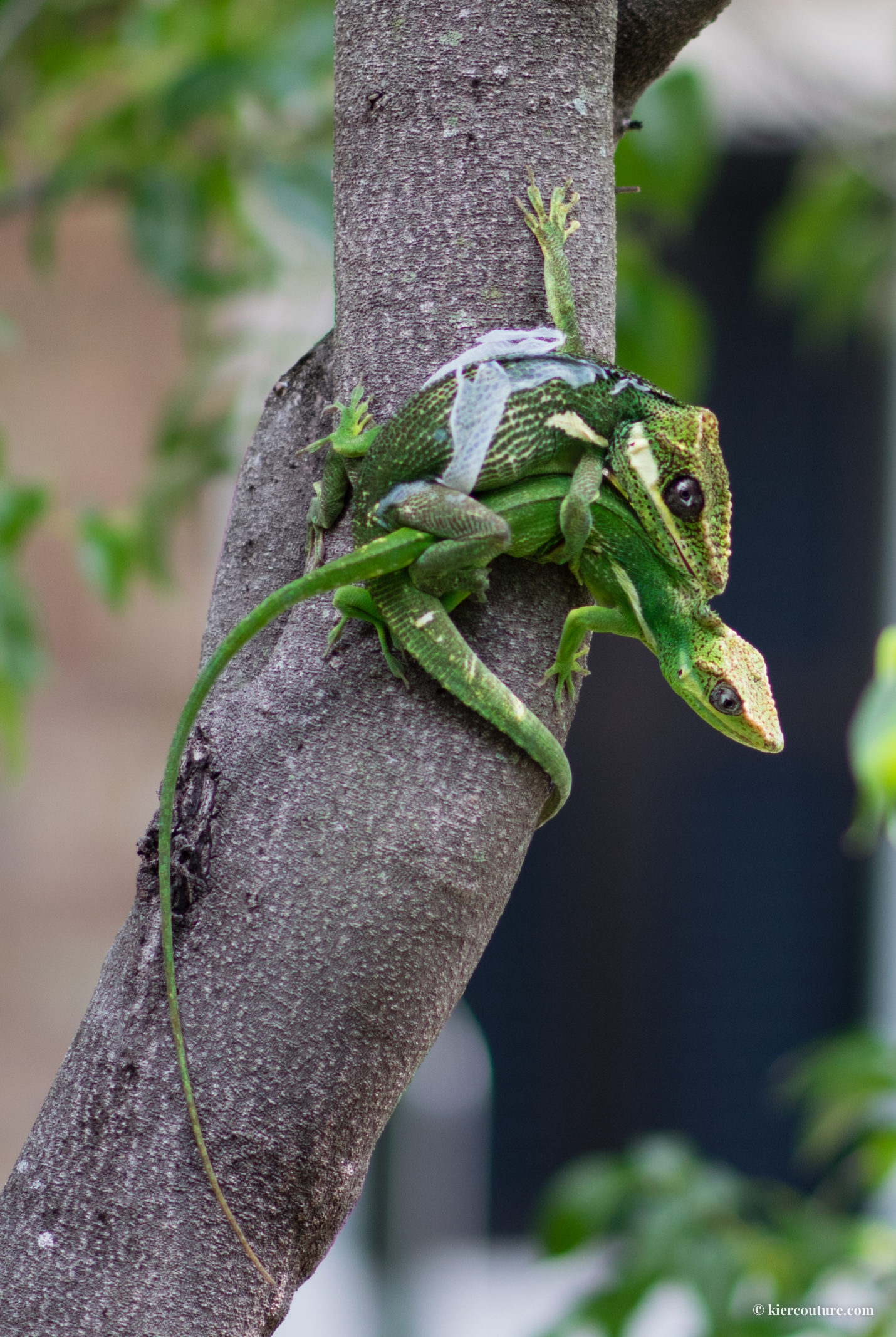 knight anole mating