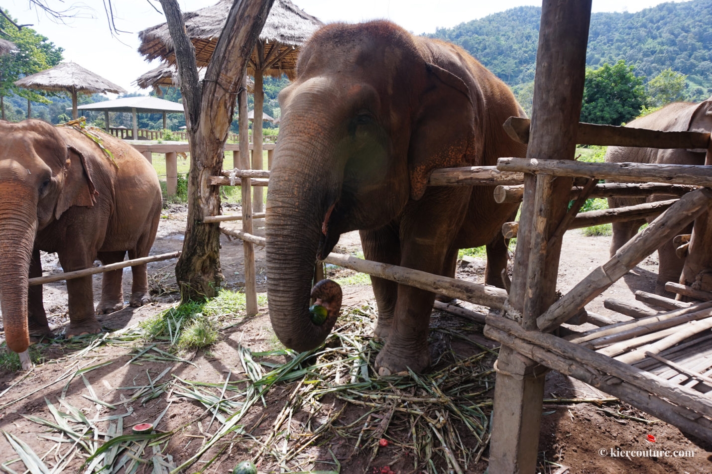 Elephant Nature Park