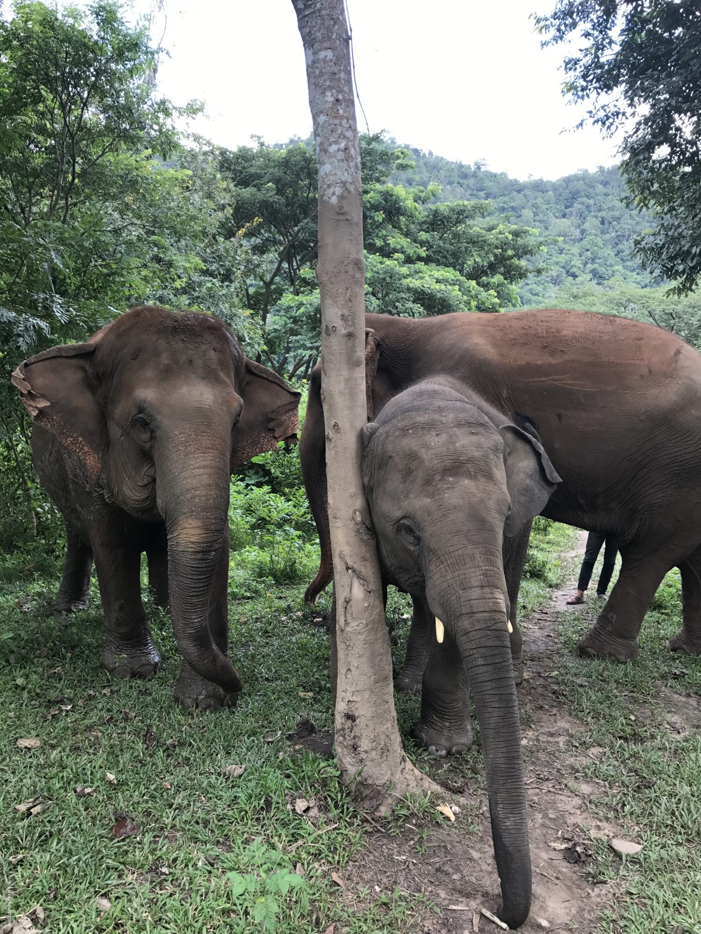 elephant nature park