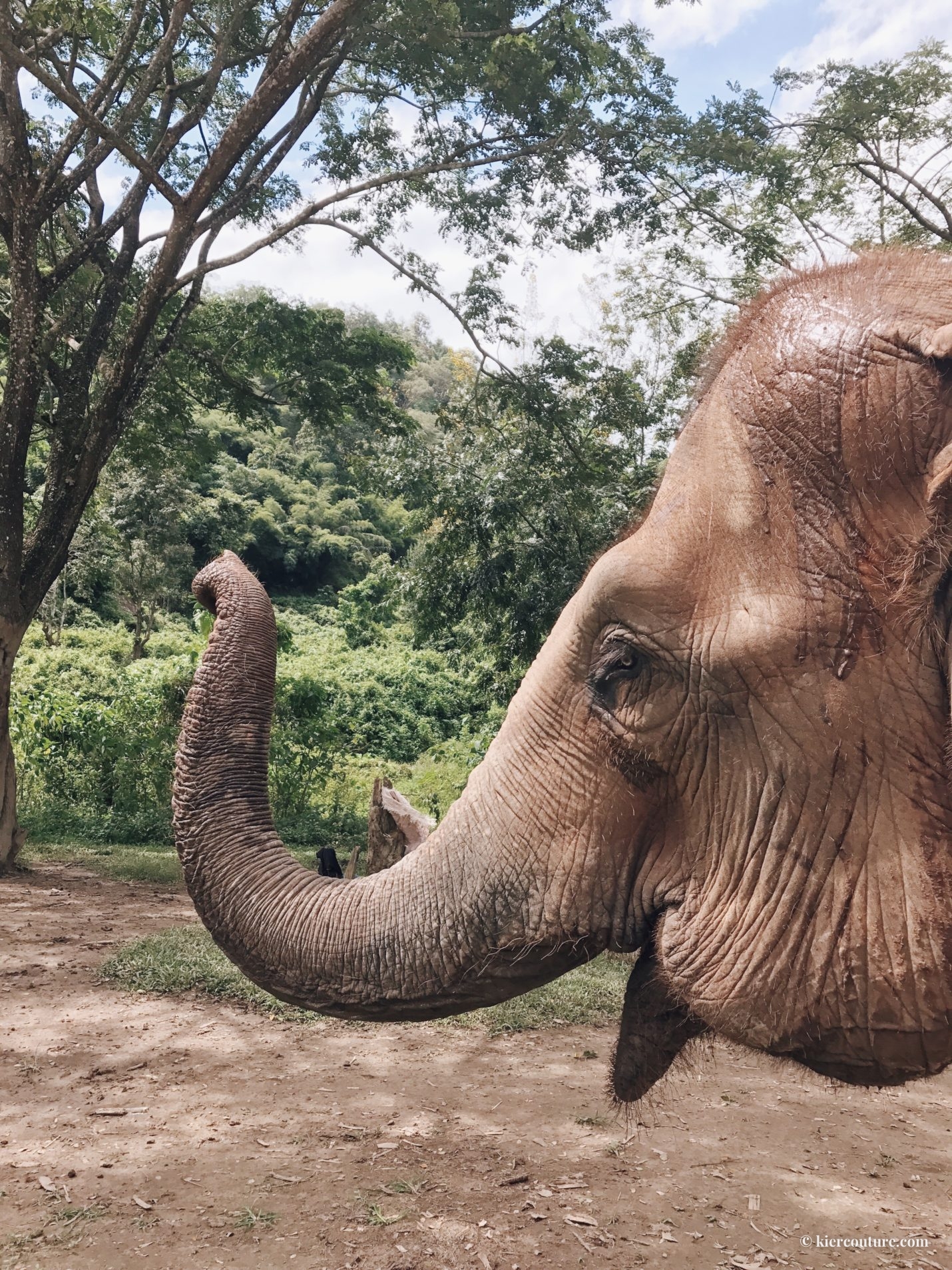 pookie at elephant nature park