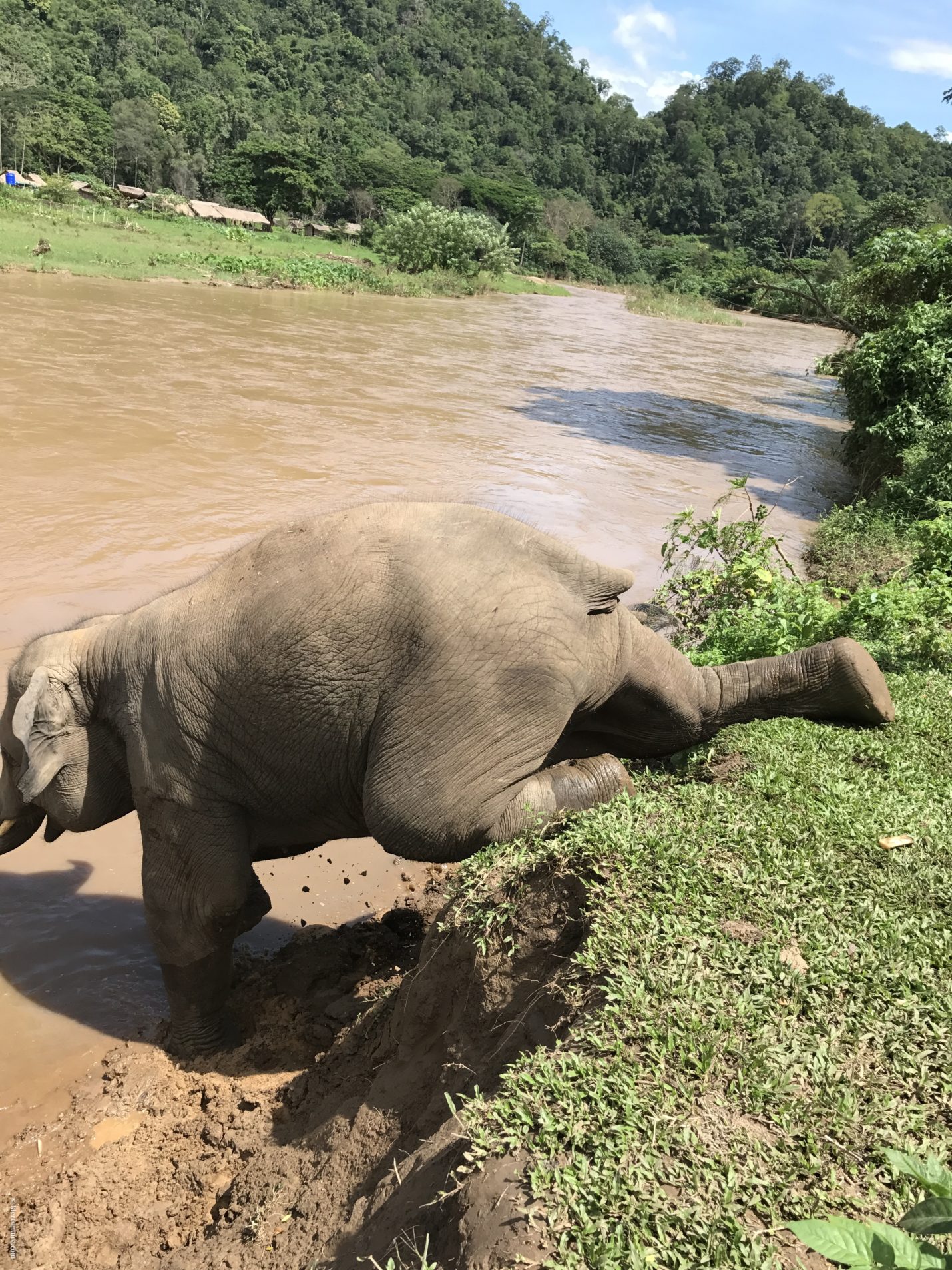 lucky elephant at elephant nature park