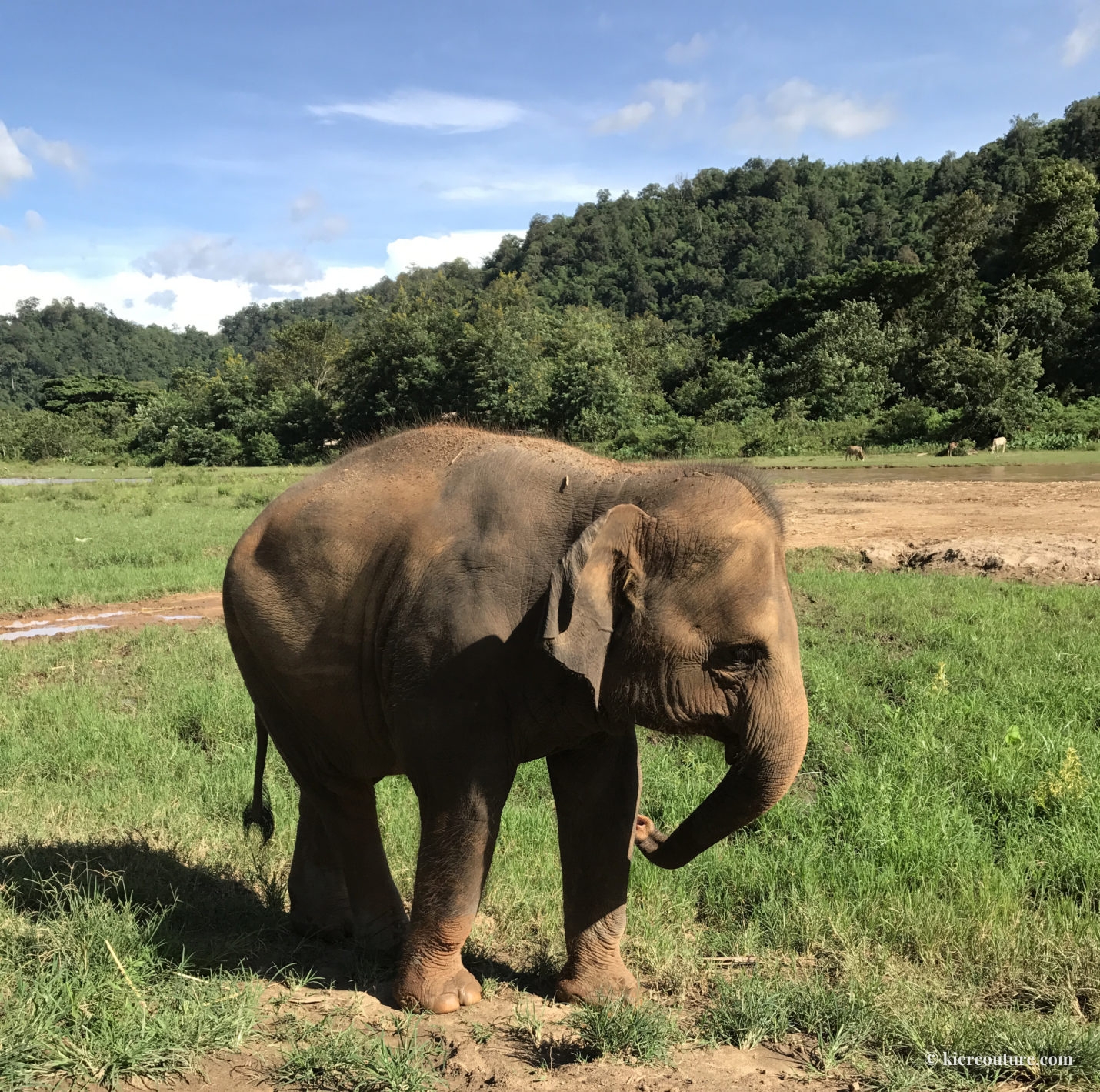 elephant nature park