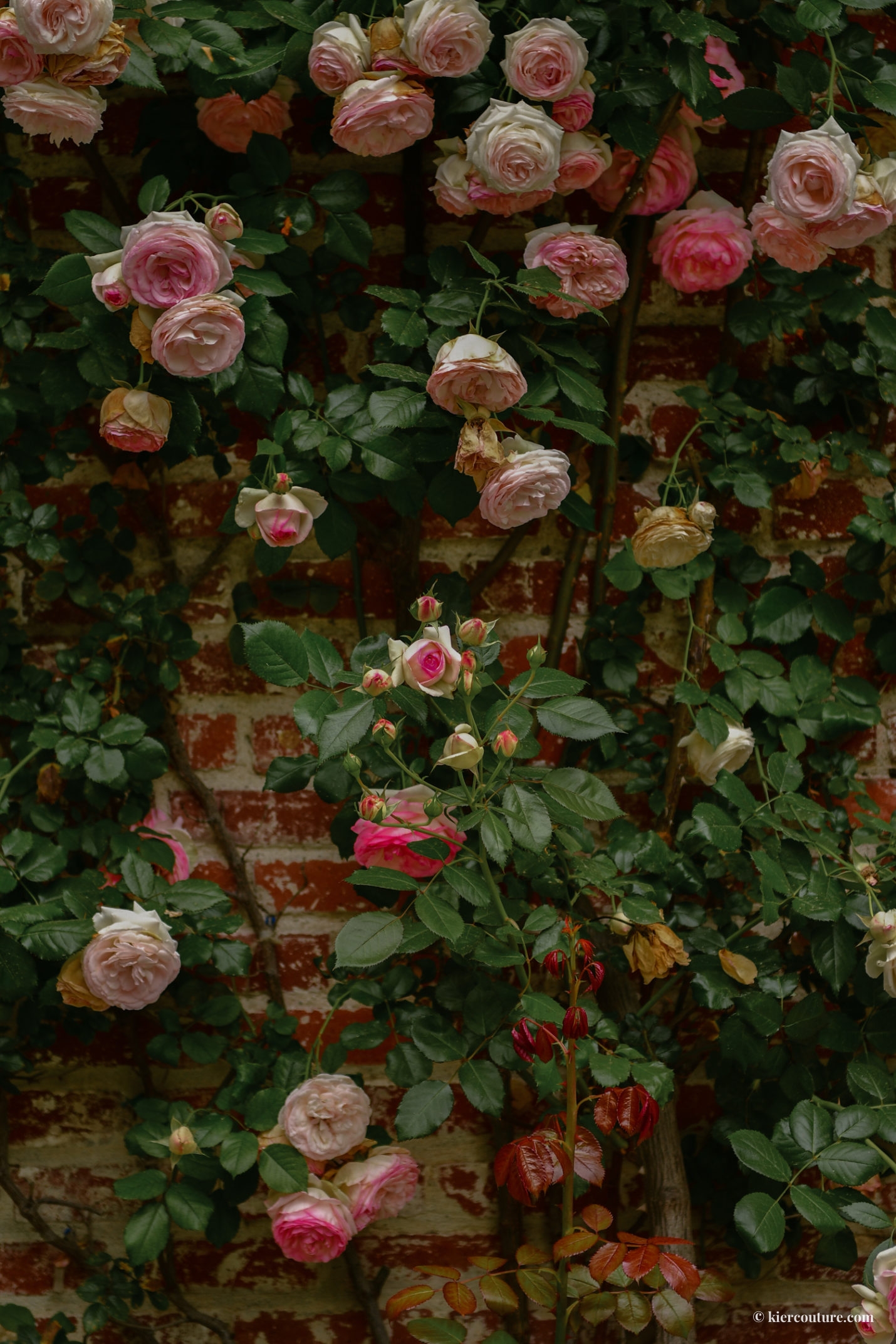 pink roses on brick wall